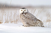 Snowy Owl (Nyctea scandiaca) adult female perched in snowy field near Oak Hammock Marsh, Winnipeg, Manitoba, Canada