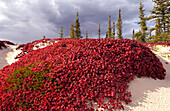 Bearberry ( Arctostaphylos alpina ) kinnikinnick fall color lipstick red colour on sand esker tundra Northwest Territories Northern Canada near Yellowknife