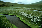 Arktisches Wollgras (Eriophorum angustifolium) in der Nähe eines Tundra-Baches im nördlichen subarktischen Island