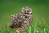 Vom Aussterben bedrohte Kanincheneule (Athene cunicularia) starrt im Gras stehend bei Ft. Meyers Florida USA