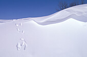 Winterschneeverwehung rein abstrakt Schneebank Kamm mit Kaninchen Spur nach Schneesturm am Patricia Beach am Lake Winnipeg Manitoba Kanada