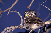 Boreal Owl ( Aegolius funereus) raptor portrait