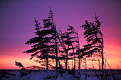 Einseitige arktische Schwarzfichte ( Picca mariana ) Baumsilhouette bei Sonnenuntergang in der Nähe von Churchill Manitoba Nördliches subarktisches Kanada.