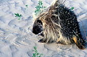 Common Porcupine ( Erethizon dorsatum ) on sand dune in Big Sand park area near Sceptre Saskatchewan Canada
