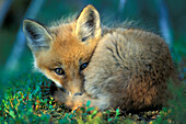 Wary young red fox kit ( Vulpes vulpes ) napping near boreal den near Churchill Manitoba Hudson Bay Northern Sub-arctic Canada