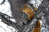 Eastern fox squirrel ( Sciurus niger ) in tree in winter Kleefeld southern Manitoba Canada