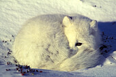 Arctic Fox (Alopex lagopus) curled up in snow dozing near Churchill, Manitoba, Northern Canada