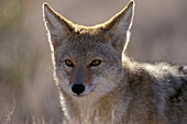 Coyote ( Canis latrans ) portrait in Red Rock Canyon near Las Vegas Nevada USA