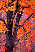 Herbstfarben auf Papierbirke (Betula papyrifera) und Rotahorn (Acer rubrum) mit oranger und roter Farbe