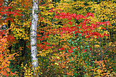 Fall colors on paper birch and red maple trees with yellow and red colour at Lutsen near Duluth Minnesota USA