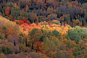 Herbstfarben an Zitterpappel (Populus tremuloides) und Rotahorn (Acer rubrum) mit gelber und oranger Farbe in Lutsen bei Duluth Minnesota USA