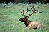 Adult bull Elk Wapitii ( Cervus elaphus ) resting in prairie landscape setting at Yellowstone National Park near Helena Montana USA
