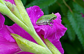 Green tree frog on garden flower.