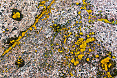 Abstract pattern of yellow lichen on granite rocks.