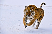 Sibirischer Tiger stürmt durch den Schnee.
