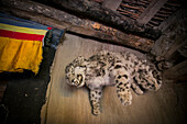 Snow leopard stuffed in a buddhist monastery