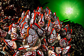 Riesen-Schwanenhalspocken (Pollicipes polymerus) in der seltenen "Rotlippen"-Variante, die in den turbulenten Gewässern der Nakwakto-Stromschnellen (Seymour Inlet, BC, Kanada) gefunden wurden, die bekanntlich die stärksten Strömungen der Welt aufweisen.