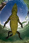 Ein amerikanisches Krokodil (Crocodylus acutus) in einer ungewöhnlichen Aufnahme von unten, in den flachen Gewässern von Banco Chinchorro, einem Korallenriff vor der südöstlichen Küste der Gemeinde Othon P. Blanco in Quintana Roo, Mexiko, nicht weit von der Grenze zu Belize.