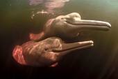 Zwei rosa Delfine, auch Boto genannt (Inia geoffrensis), nähern sich neugierig der Kamera in den Gewässern des Rio Negro (Amazonas, Brasilien)