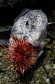 A wolf eel (Anarhichas lupus) bites into its favorite food, a sea urchin.