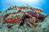 A spiny lobster (Palinurus elephas) rests inside a small cave close to surface, Italy