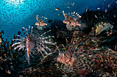 Rotfeuerfischschwarm (Pterois sp.) in den tropischen Gewässern von Misool, Indonesien