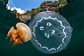 Golden jellyfish (Mastigias papua) of Jellyfish Lake, on the island of Eil Malk (Republic of Palau, Micronesia).