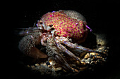 Pagurus prideaux Krabbe, die in Symbiose mit der Seeanemone Adamsia palliata lebt, Numana, Italien