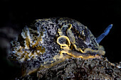 Dendrodoris limbata nudibranch, Numana, Italy