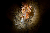 Favorinus branchialis nudibranch eating eggs of Dendrodoris limbata nudibranch, Numana, Italy