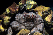Sponge crab, Numana, Italy