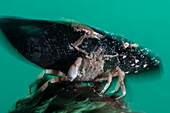 Ethusa mascarone crab bringing mussel shell, Numana, Italy