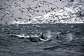 Möwen und Schwertwale jagen Sardinenschwärme, Norwegen