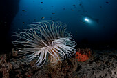 The famous tube-dwelling anemone on the sea bottom of "La Montagna" dive site in Scilla, Italy