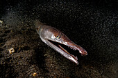 Close up of a serpent eel, Italy