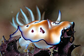 hypselodoris tryoni nudibranch