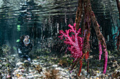 Mangrove and soft coral