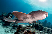 A nurse shark slow shutter speed shot in Chinchorro bank