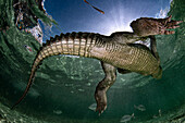 Ein amerikanisches Krokodil (Crocodylus acutus) in den seichten Gewässern von Banco Chinchorro, einem Korallenriff vor der Südostküste der Gemeinde Othon P. Blanco in Quintana Roo, Mexiko.