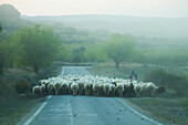 Hirte überquert Straße mit Schafherde an einem nebligen Tag, Zaragoza, Aragon, Spanien