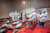 Cutting and prepping fish for canning process, Fish canning factory (USISA), Isla Cristina, Spain