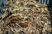 Dried fish, Fish canning factory (USISA), Isla Cristina, Spain