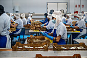Woman working the line to clean off fish by hand before going to be canned, Fish canning factory (USISA), Isla Cristina, Spain
