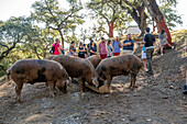 Production of iberian ham (cured ham), Puerto Gil, Spain