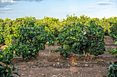 Cereal and citrus cooperative, Puerto Gil, Spain