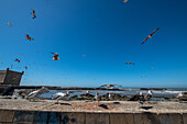 Morocco - Essaouira