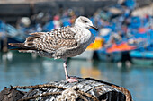 Marokko - Essaouira