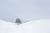 The iconic Tree in the hills of Vill during a snowy day, Vill, Innsbruck, Tyrol, Austria, Europe