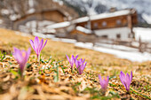 Crocus blooming in the fields of Gleirsch Alm hut, Sankt Sigmund in Sellrain, Innsbruck Land, Tyrol, Austria, Europe
