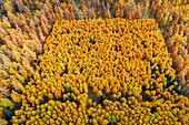 Aerial view of Talai forest in autumn. Curon Venosta, South Tirol, Italy.